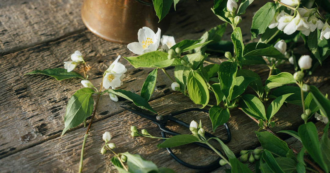 The timeless allure of jasmine: A fragrance rooted in tradition and elegance