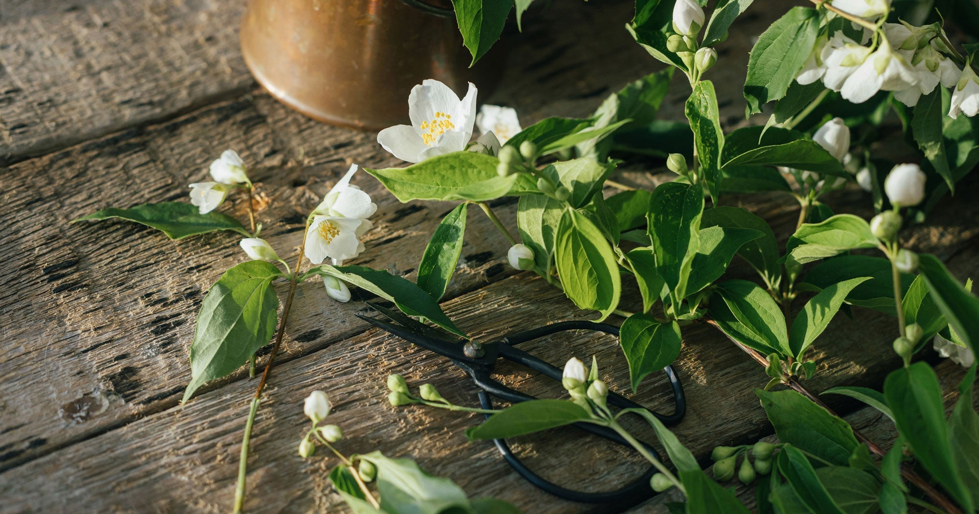 The timeless allure of jasmine: A fragrance rooted in tradition and elegance