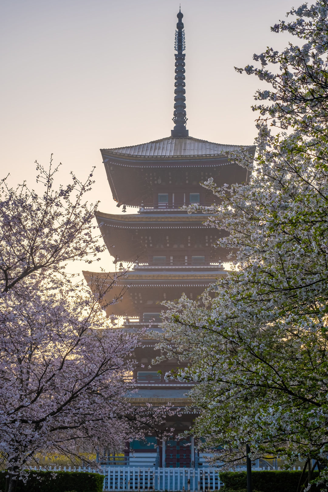 Tokyo Cherry