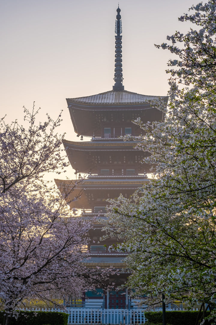 Tokyo Cherry